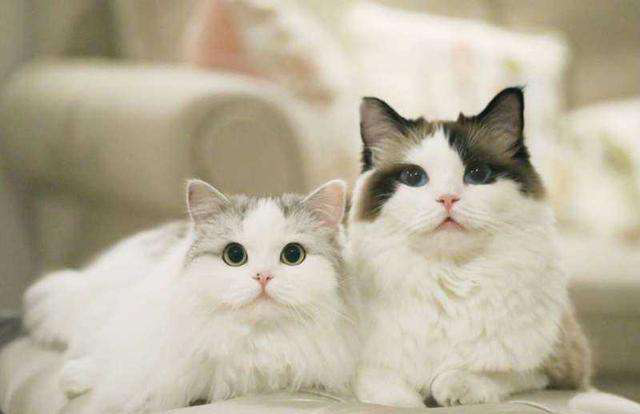 宠物婚介也很暴利，能赚多少你说了算，宠物婚介的主要特征（从官园到闲鱼的“它相亲”蓬勃发展的细分市场）