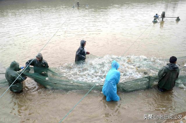 鲤鱼的养殖方法，家庭养鲤鱼怎么养（这些方法简单易学效果好）