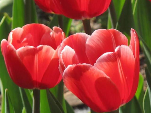 天堂鸟花语，天堂鸟花图片（你知道大自然中这些花的花语吗）