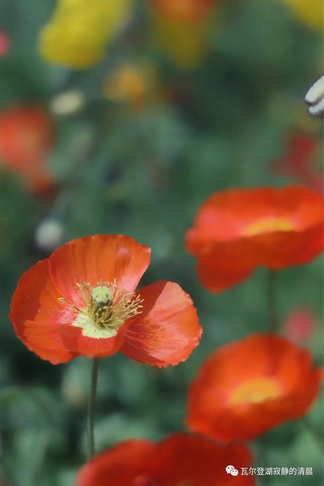 野罂粟(野罂粟图片,美丽却"邪恶"的罂粟花(野罂粟长什么样)