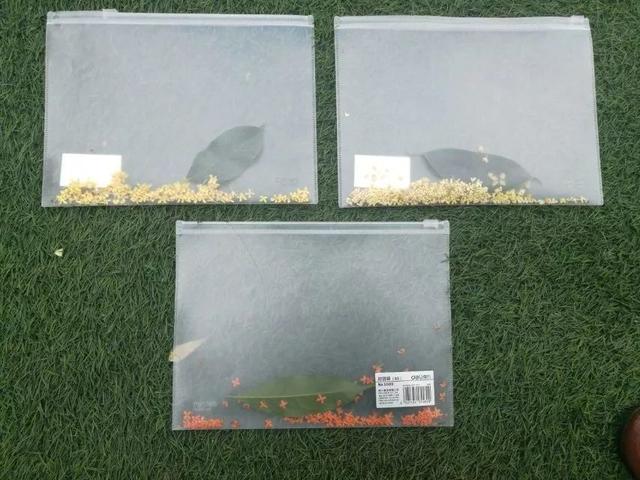 关于桂花的资料，桂花的资料（满园飘逸桂花香）