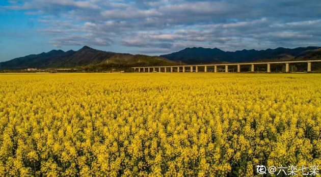 欲钱去树上找一找，欲钱去树上找一找是什么生肖（路过花瓣都能落头上）