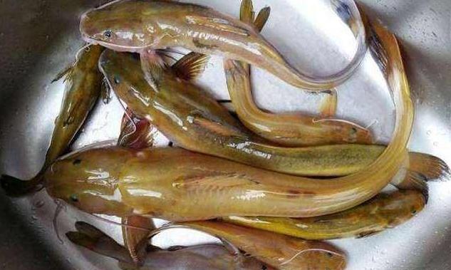 中国十大毒鱼 石头鱼图片
