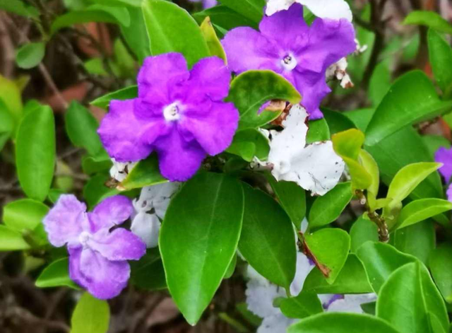 紫茉莉（紫茉莉花），农村院里的3种茉莉花（紫茉莉 茉莉）