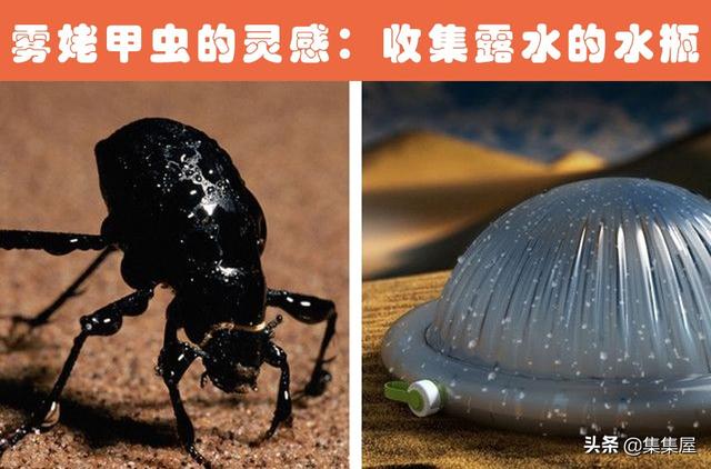 根据动物发明的东西有哪些，根据动物发明的东西有哪些英文（受到了动物的启发）