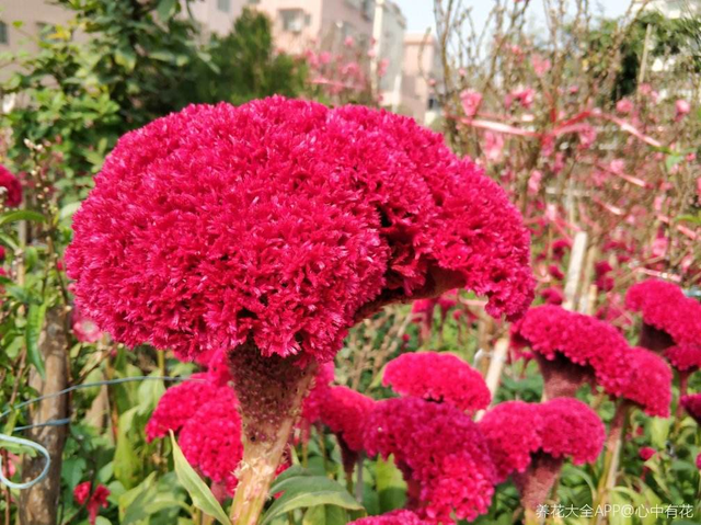 【鸡冠花种子】如何种植鸡冠花种子，鸡冠花种子怎么种植（1种花开花像个大鸡冠）