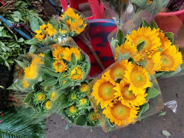 荷花最好看的品种是什么，这花最好看、最好养