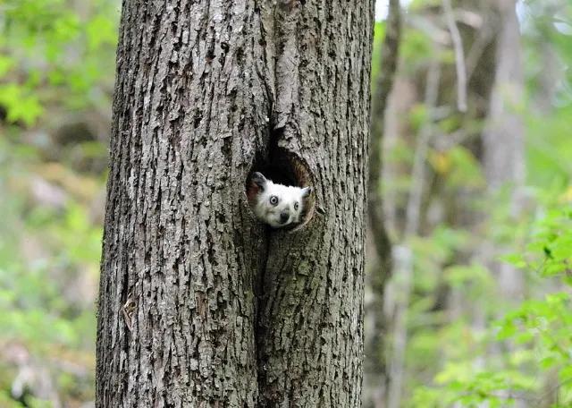 寒号鸟是种什么动物，寒号鸟是种什么动物百度百科（它们可不是鸟类）