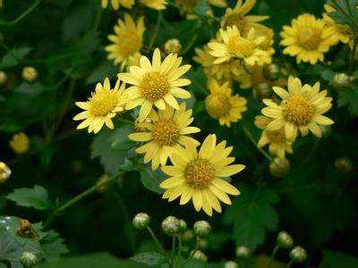 菊花开到了藤子上