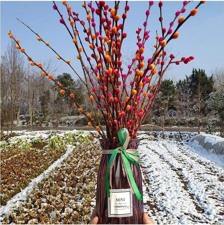 银柳干养好还是水培好,摆在家里能开3个月! - 玉三网