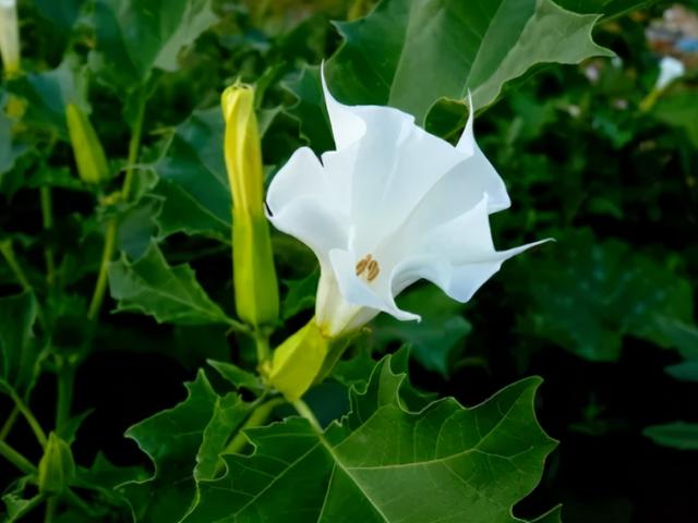 一花一世界一叶一菩提是什么意思，一花一世界一叶一菩提是什么意思（民间4大佛教花卉）