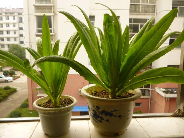 莴苣和莴笋的区别，油麦菜与莴笋的区别（蔬菜档案叶菜类<8>莴苣）