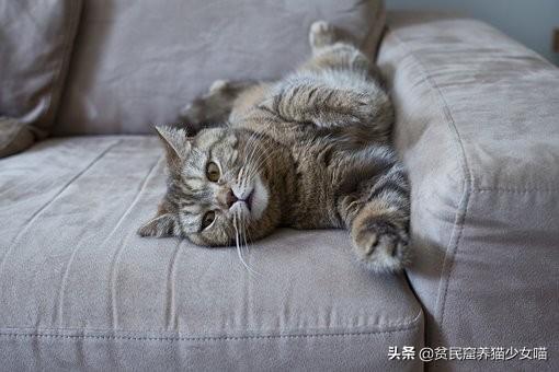 新手养猫攻略，新手养猫攻略,3年养猫经验分享（给铲屎官的5条养猫纯干货）