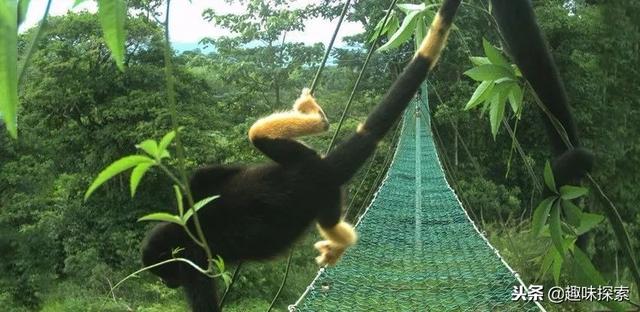 猴子最怕什么颜色，十二生肖最怕什么颜色（哥斯达黎加猴子突然长出黄毛可能跟人类活动有关）