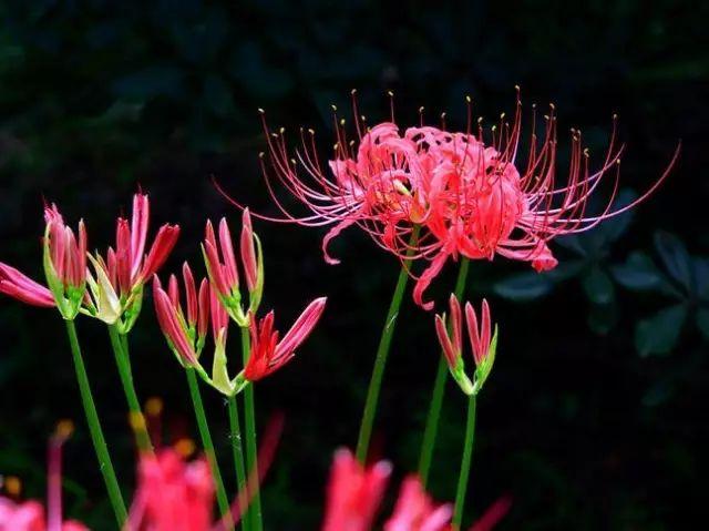 彼岸花，微信头像，彼岸花（48张彼岸花图，真是美极了）