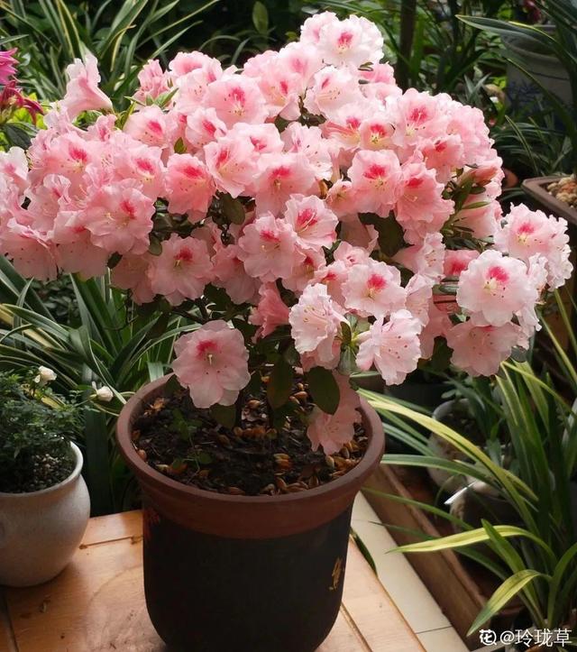 吸收甲醛的植物，哪种植物具有吸收甲醛的功能（净化空气最厉害）