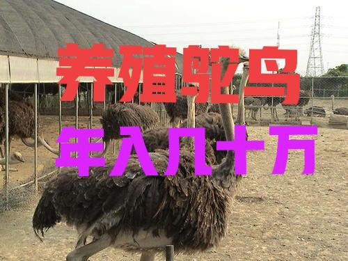 养什么动物不吵不脏不臭，新手养什么动物不吵不脏不臭（很真实、客观、很有用）