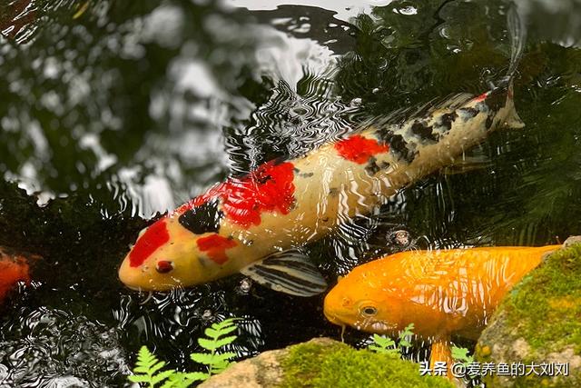 锦鲤鱼吃什么，锦鲤鱼怎么养（锦鲤食物成分深度解析）