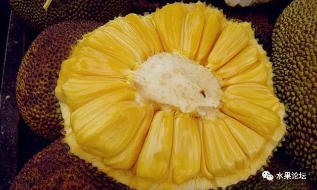 榴莲成熟的季节是几月，榴莲季节是哪几个月（夏季到冬季的水果成熟表来了）