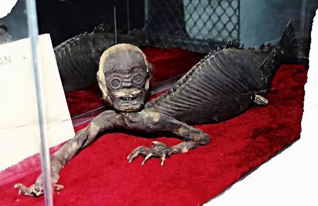 世界上有没有美人鱼，世界上到底有没有美人鱼之谜（900米深海拍到美人鱼）