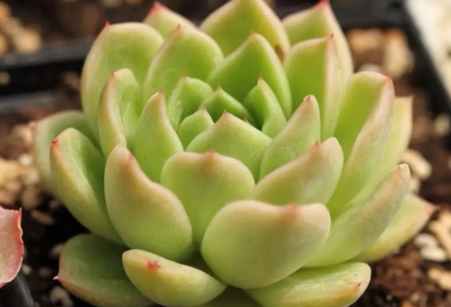 白月影怎么养出状态，如何把白月影养出状态