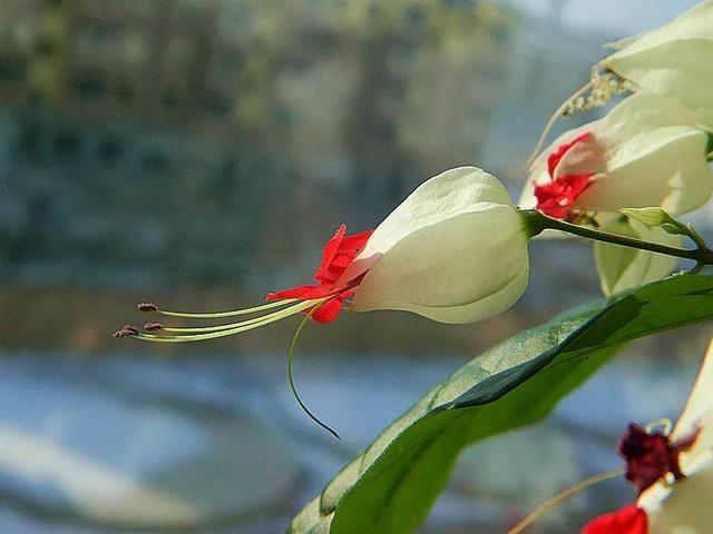 龙吐珠鱼，这花会吐小珠子（龙鱼吐珠的寓意）