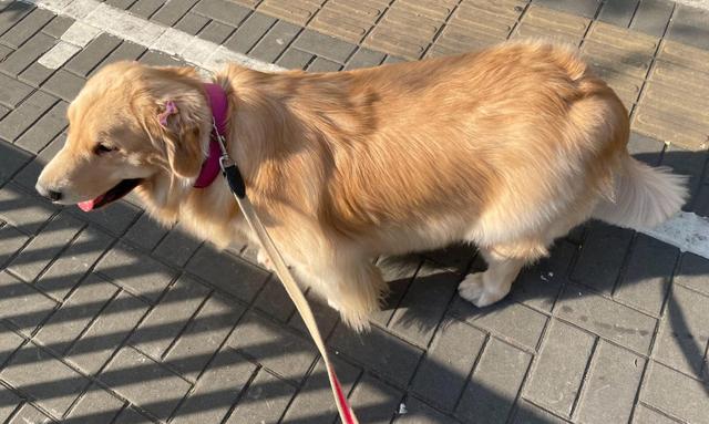 金毛幼犬吃什么，金毛幼犬吃什么蔬菜（金毛喂什么食物）