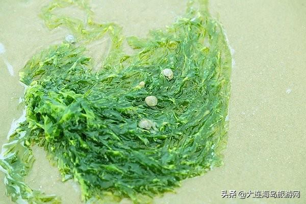 大连西中岛怎么样，西中岛旅游攻略（2019年五一小长假）