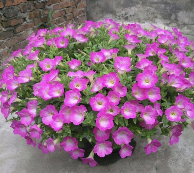 适合家里养的32种花，家里养什么花好（”家居盆花100种）