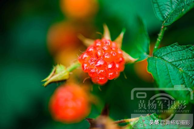 茅梅功效和作用，白茅的功效与作用点的功效与作用（江西人最喜欢的乡村野果）