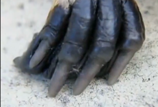 鸭嘴兽简介，鸭嘴兽简介表格式（来自远古的“三不像”）