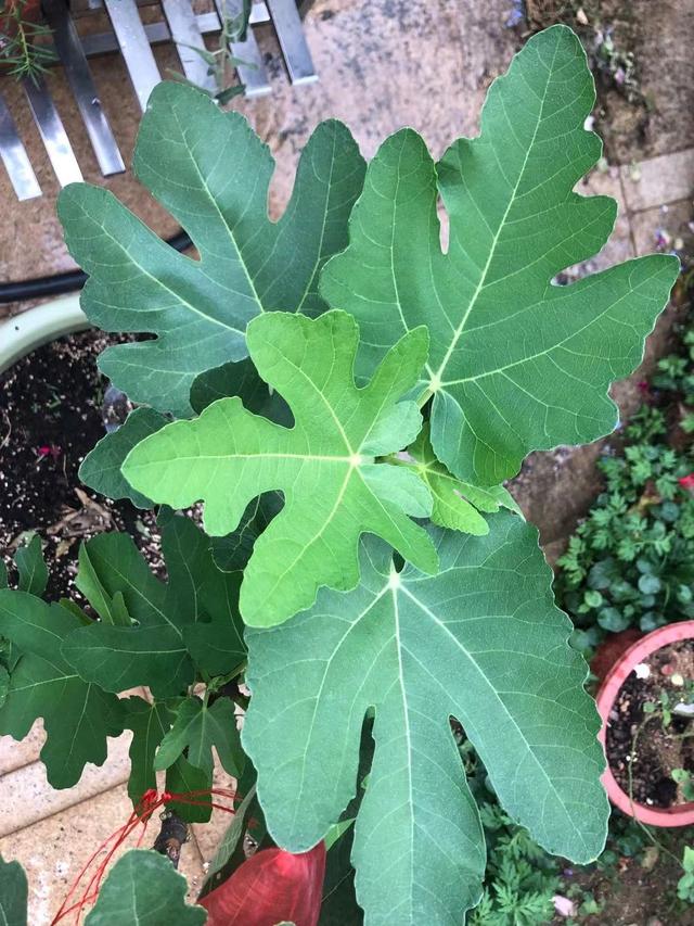 无花果苗怎么种植，无花果苗种植时间（记住简单3点）