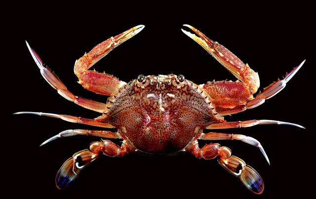 梭子是什么样的，梭子是啥玩意儿（生物相册•散落全世界的远亲）