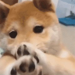 表情包  可爱小动物，微信头像，表情包  可爱小动物（可爱小动物表情包）