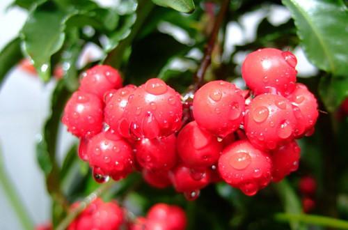 什么的凉伞，什么的凉伞填空词语（绿叶夹杂着红果子）