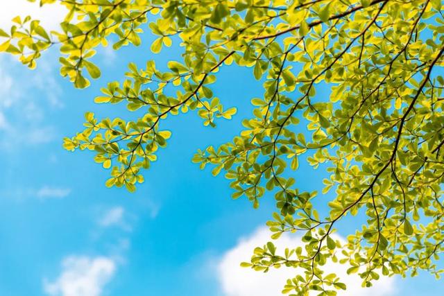 夏天的词语有哪些，关于夏天的四字词语有哪些（24个夏天的成语）