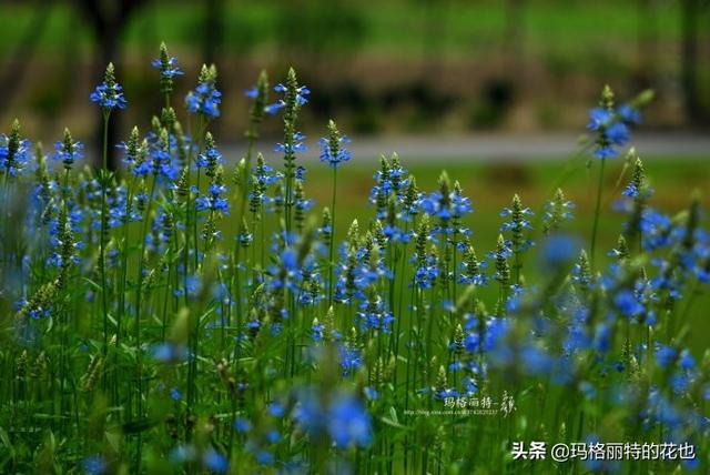 薰衣草如何过冬，薰衣草怎样过冬（西餐料理中常见的几种香草）