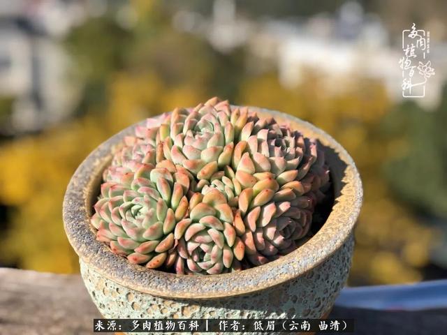 很丧很失望——低眉.，皱着眉头哭丧（陪你度过寒冷的圣诞平安夜图片）