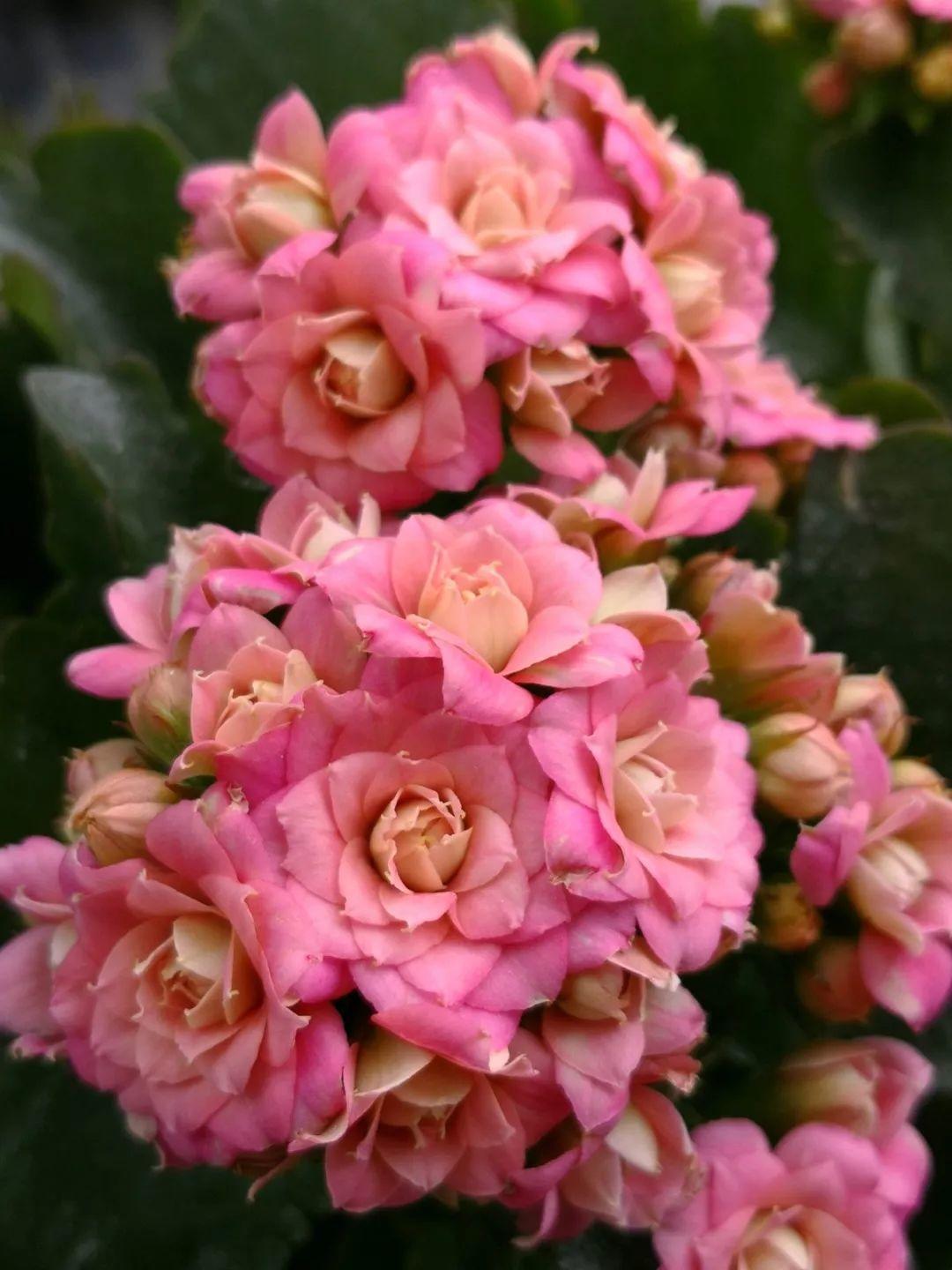 80个长寿花品种,全都美极了,只养1盆真的不够