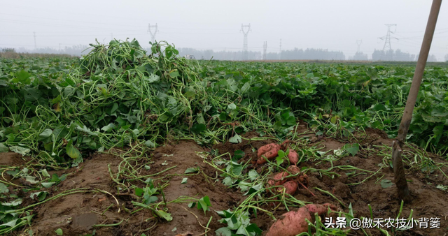 推饼子十句口诀，推饼子十句口诀小鬼推磨（红薯开裂、凸筋、弯曲畸形不用愁）