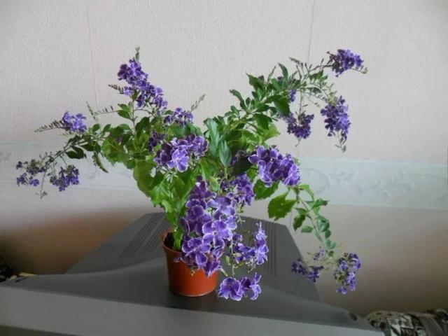 假连翘盆景怎么养，比较冷门小众的盆栽蕾丝金露花