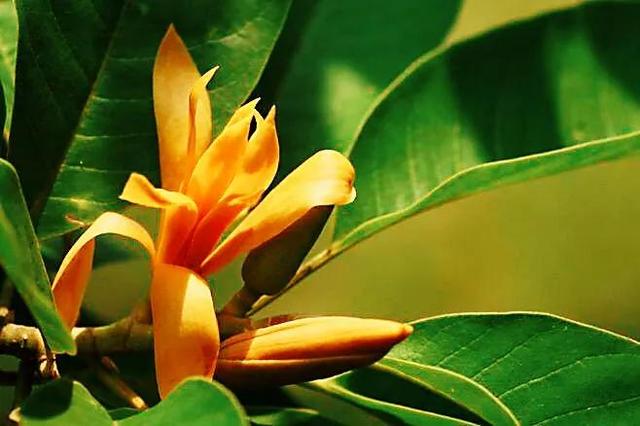 黄葛兰怎么种植和养护，黄葛兰怎么种植和养护视频（<木兰科·含笑属常绿植物>）