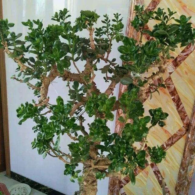 最漂亮的棒棒糖图片，如何画出漂亮的棒棒糖（长寿花半年养成“长寿树”）