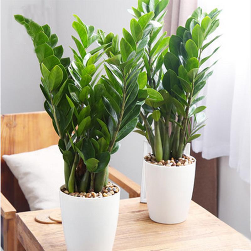 红铁树的作用与功效，红铁树的作用与功效是什么（分享10种寓意美好并且适合客厅种植的植物）