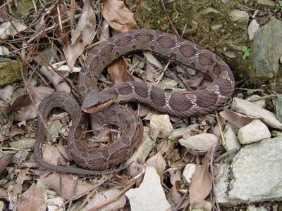 中国十大毒蛇 圆斑蝰蛇，中国十大毒蛇（农村的“土呆子”却是“伤人之王”）