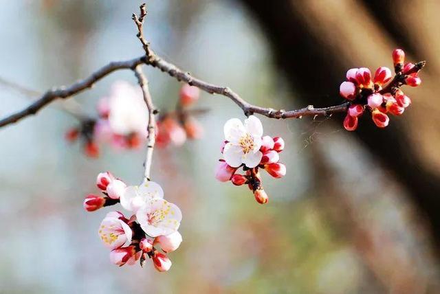 暮春是什么时候，暮春是几月份（十二个月份的时令花）