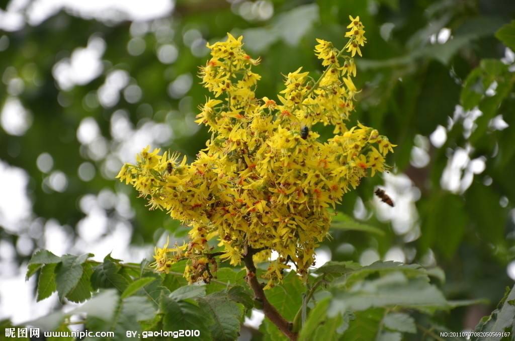 什么是栾树，什么栾树蜜多（中药材栾华）