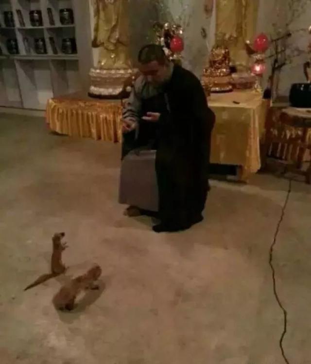 黄鼠狼长什么样子，黄鼠狼身上长什么样（也许需要一次正名）