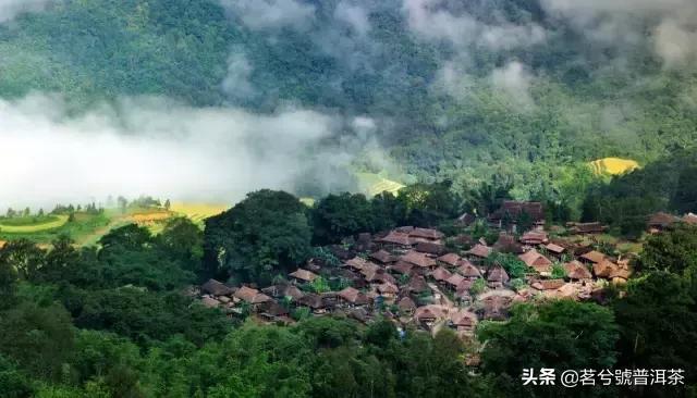 白莺山黑条子是什么类茶，白莺红是什么茶（普洱茶的收藏与价值之名山茶临沧茶区—白莺山）