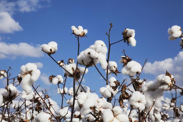 科技绒和科技布哪个好，沙发选科技布还是羊羔绒（这种布料比棉布更适合做沙发）